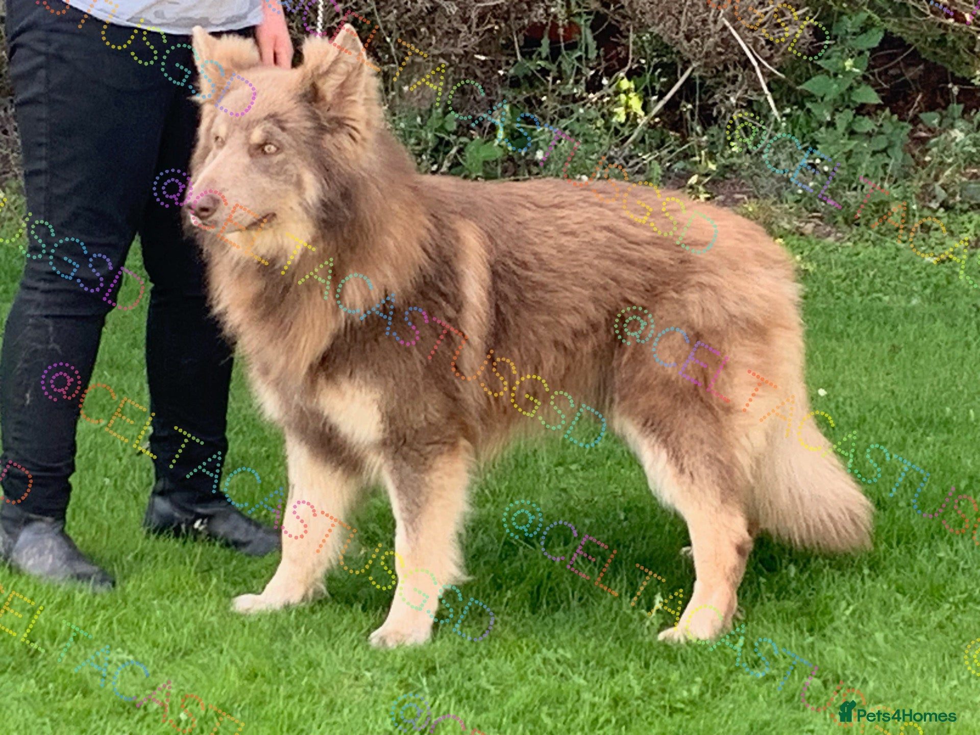German Shepherd dogs  Reduced Stunning kcreg long coat GSD pups  - Advert 2