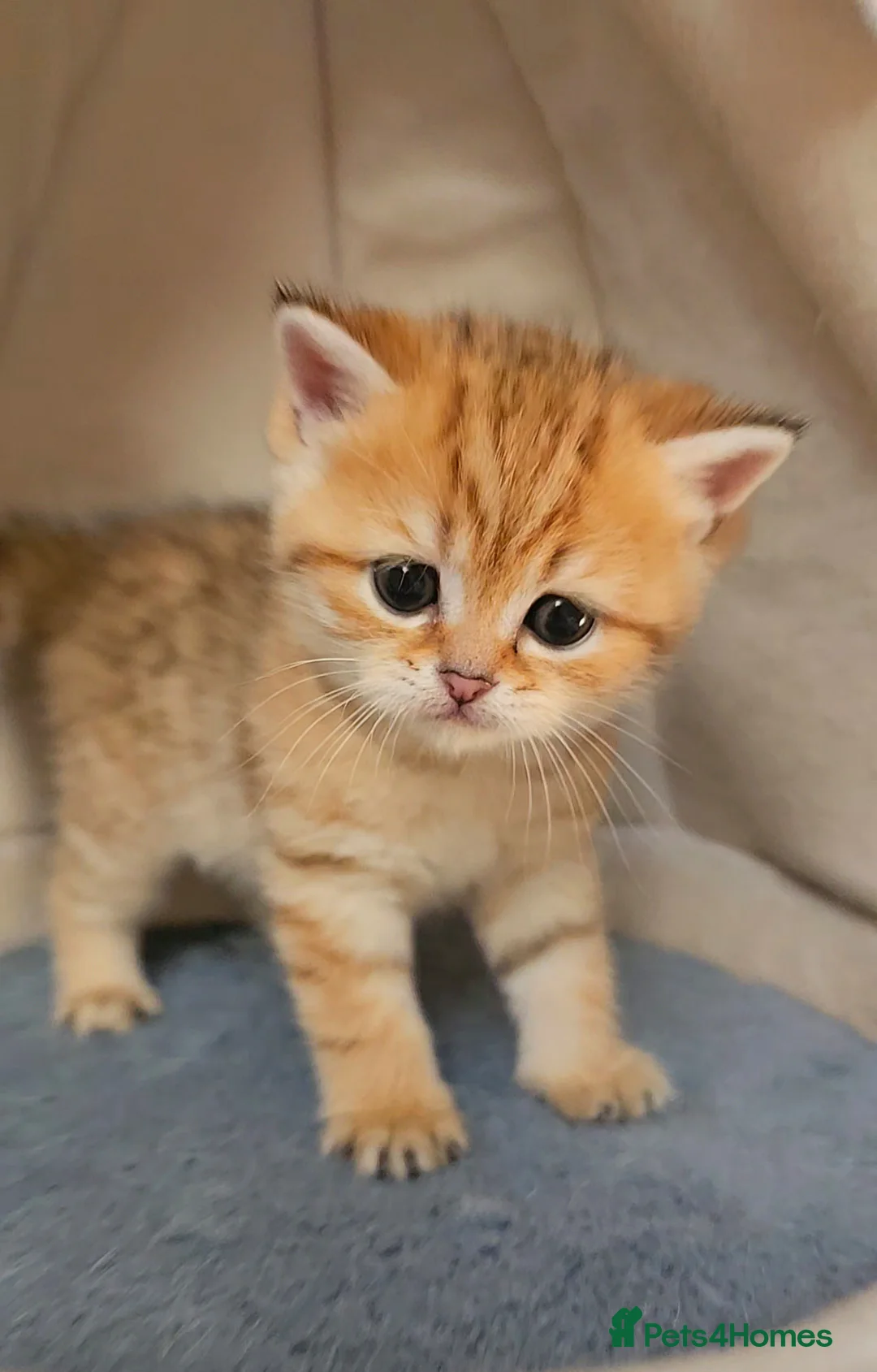 Scottish Fold cats for sale: Tica Registered pedigree kittens  - Advert 15