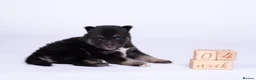 Pomsky dogs for sale: 5 girls and 3 boys are searching for 5 star homes - Advert 18