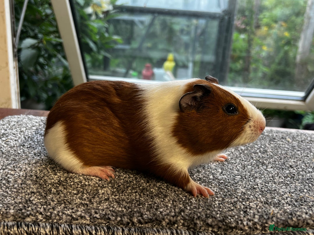 Guinea Pig rodents for sale: Bonded group of young boars - Image 9