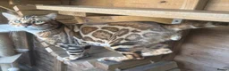 Bengal cats for sale: Stunning boy - Advert 7