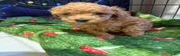 Toy Poodle dogs for sale: Beautiful solid colour toy poodle puppies - Advert 2