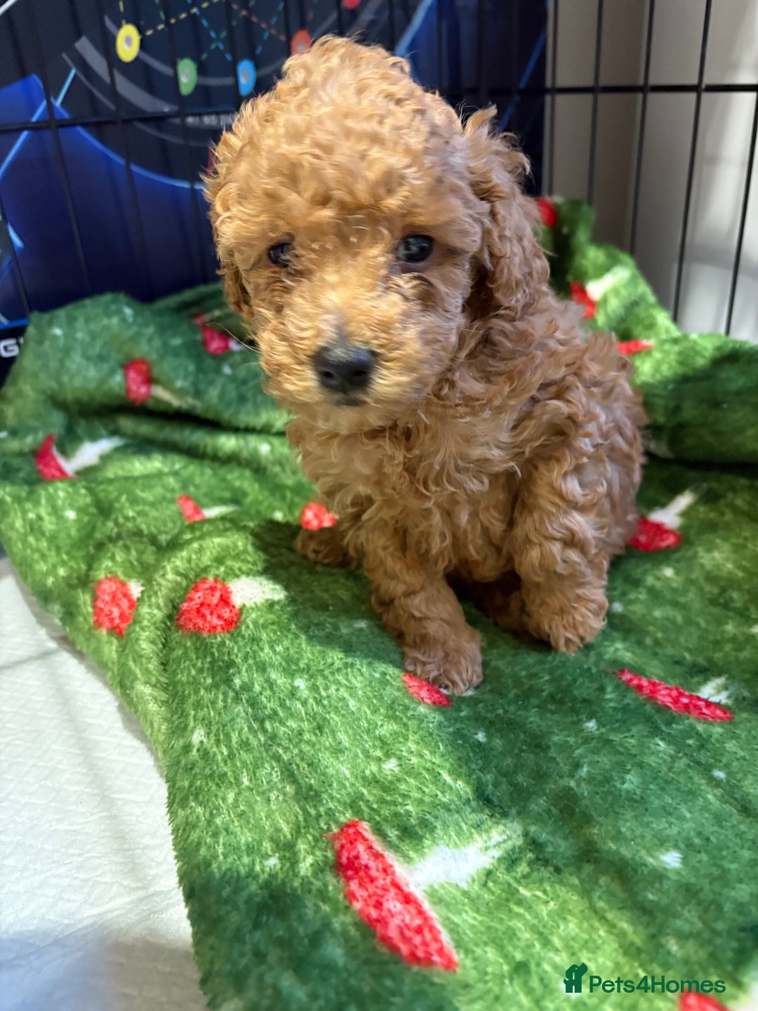 Toy Poodle dogs for sale: Beautiful solid colour toy poodle puppies - Advert 2