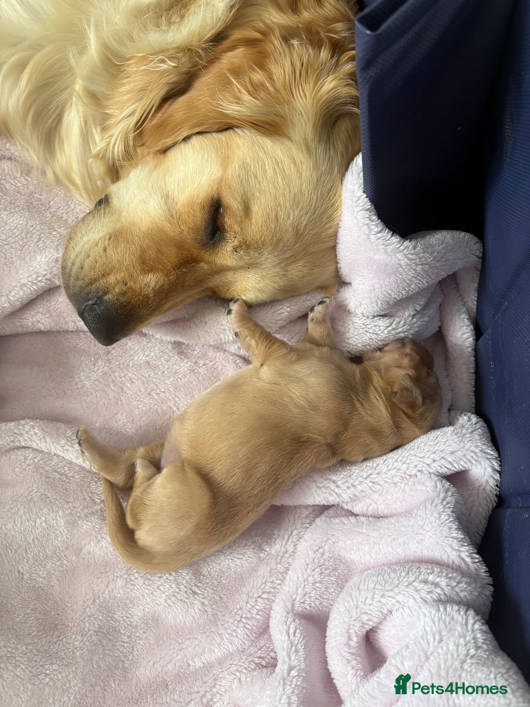 Golden Retriever dogs for sale: 6 beautiful golden retriever pups - Image 2