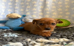 Mixed Breed dogs for sale: Stunning Tiny Yorkie Jack puppies  - Image 10