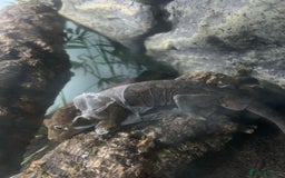 Gecko reptiles for sale: chahoua gecko - Image 5