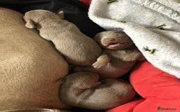 Miniature Dachshund dogs for sale: Miniature Dachshund (Isabella Tan line) - Image 9