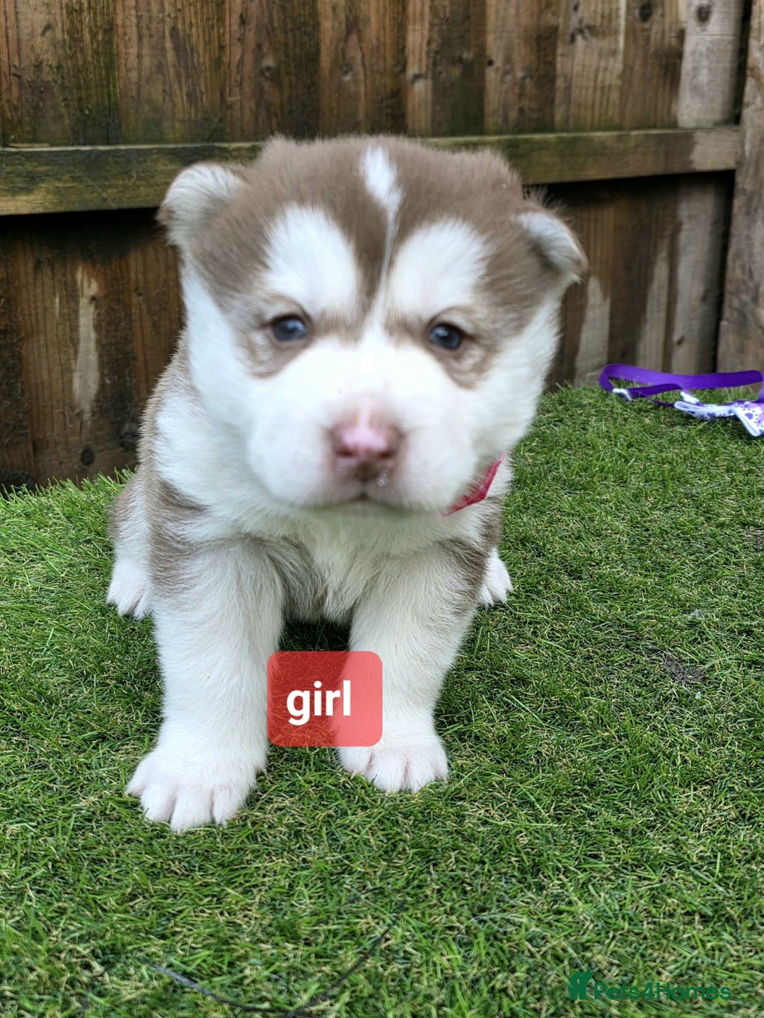 Siberian Husky dogs for sale: Siberian husky puppies  - Advert 3