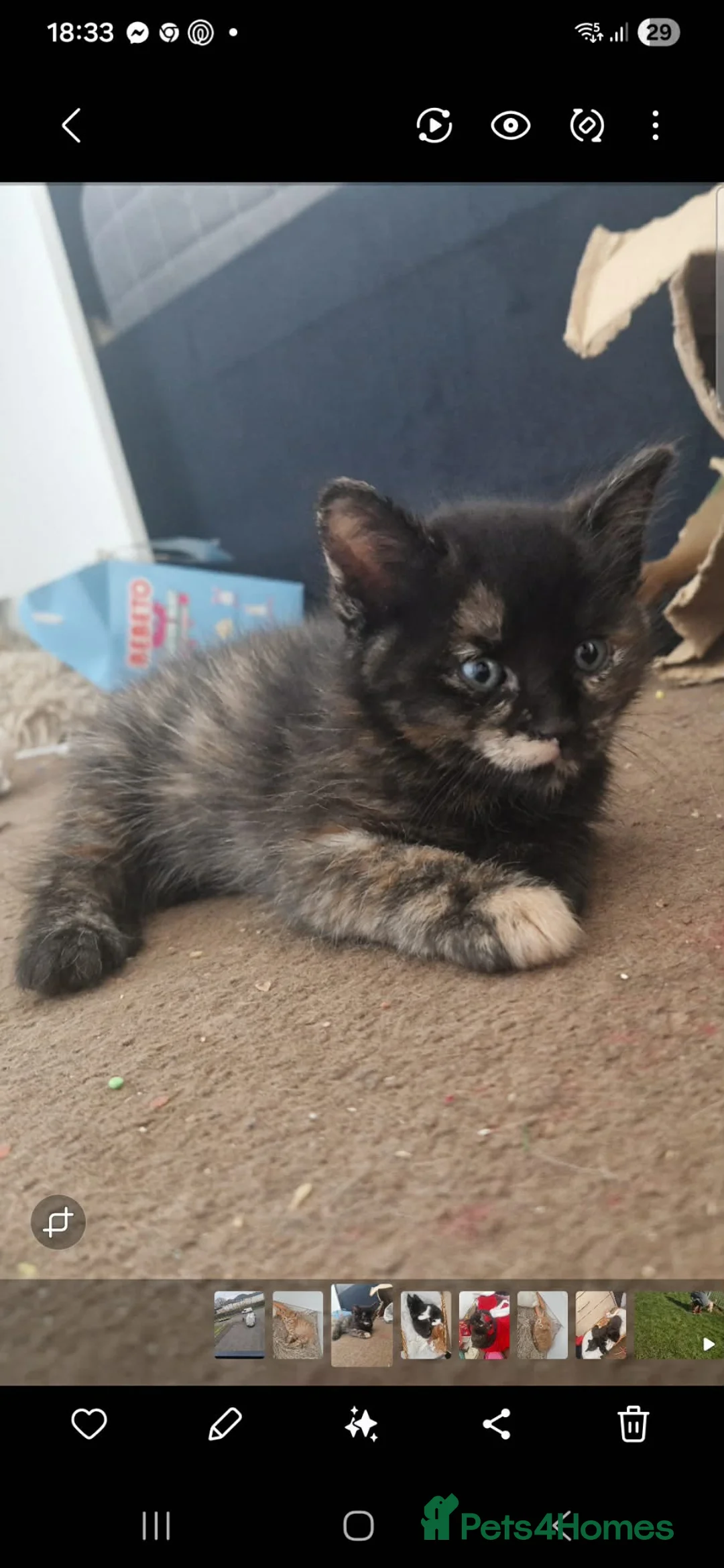 Mixed Breed cats for sale: Kittens  in Airdrie - Advert 7