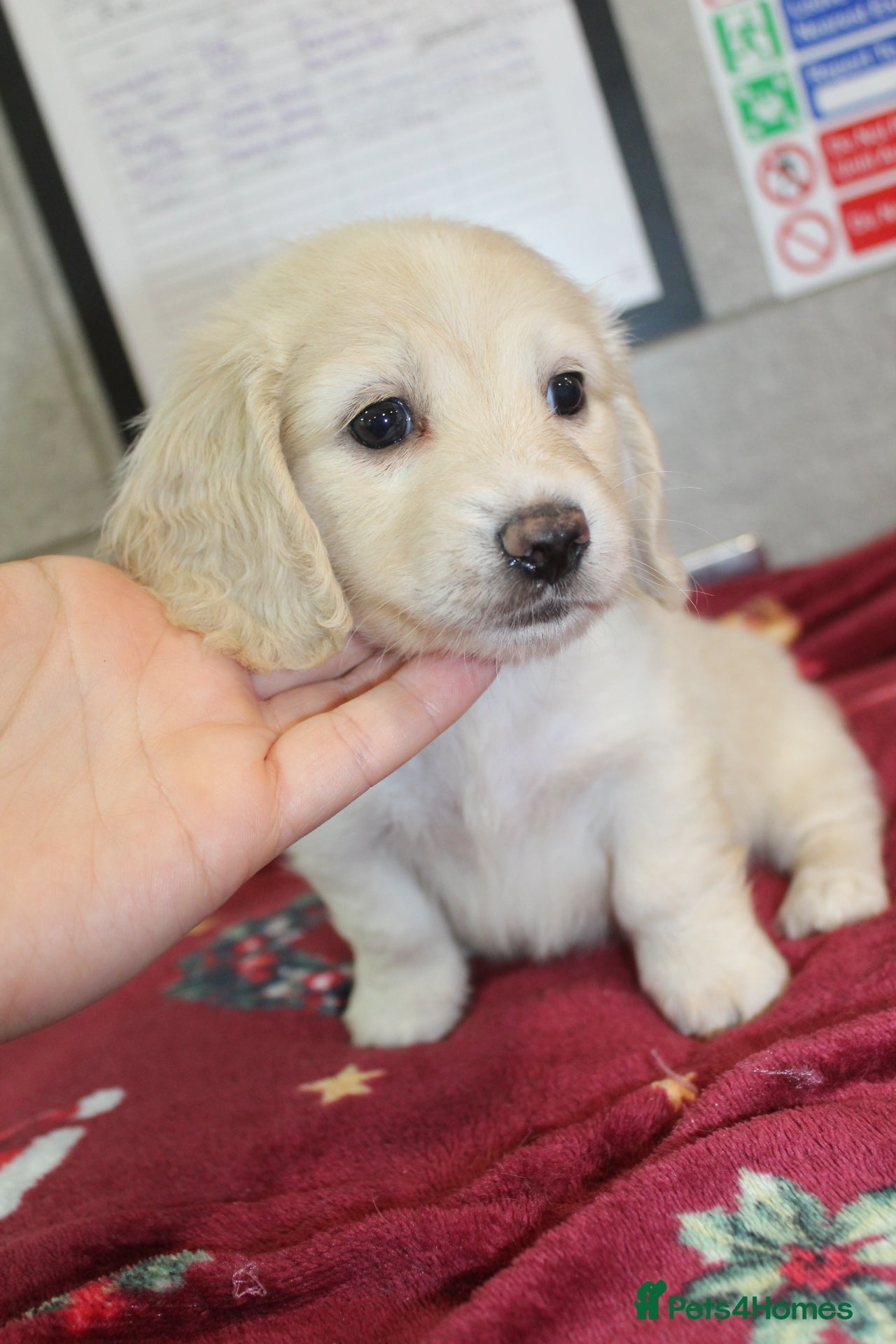 Miniature Dachshund dogs ✨🩷 absolutely STUNNING full long hair light cream - Advert 1