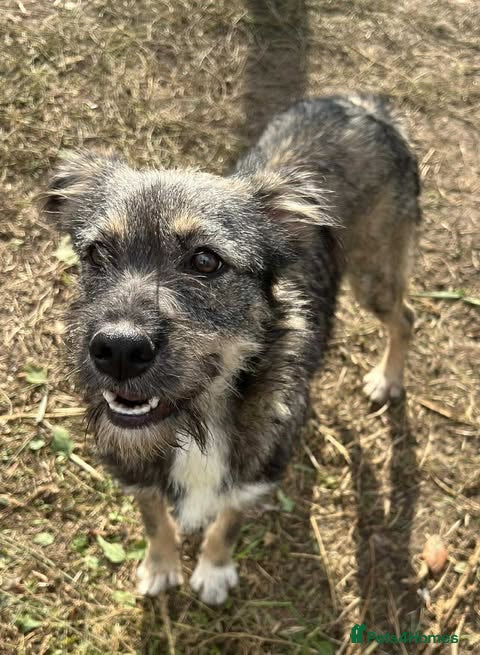 Mixed Breed dogs MEET ASTRA - Advert 2