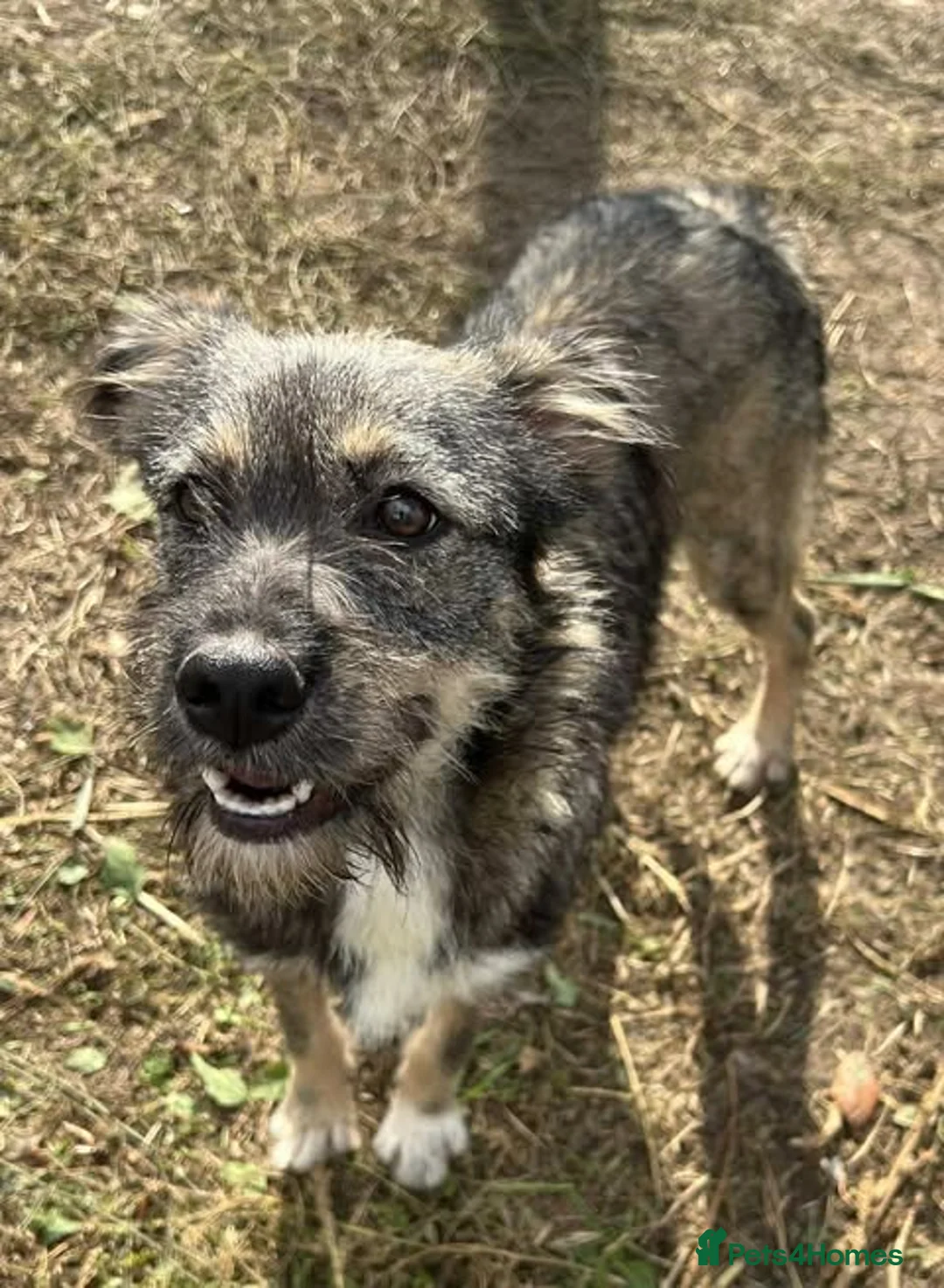 Mixed Breed dogs for adoption: MEET ASTRA in Fleet - Advert 1