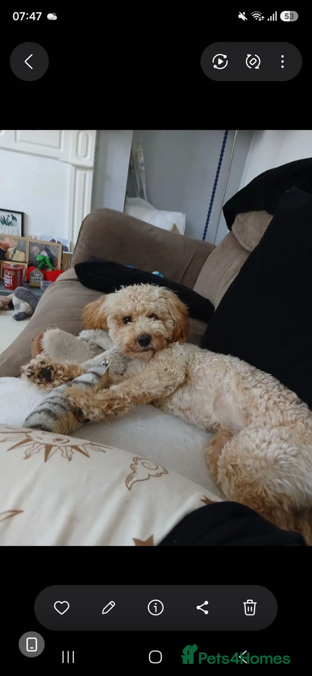 Cockapoo dogs for sale: Loving Home Needed - Advert 1