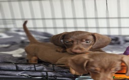 Miniature Dachshund dogs for sale: Miniature dachshund pups - Image 2