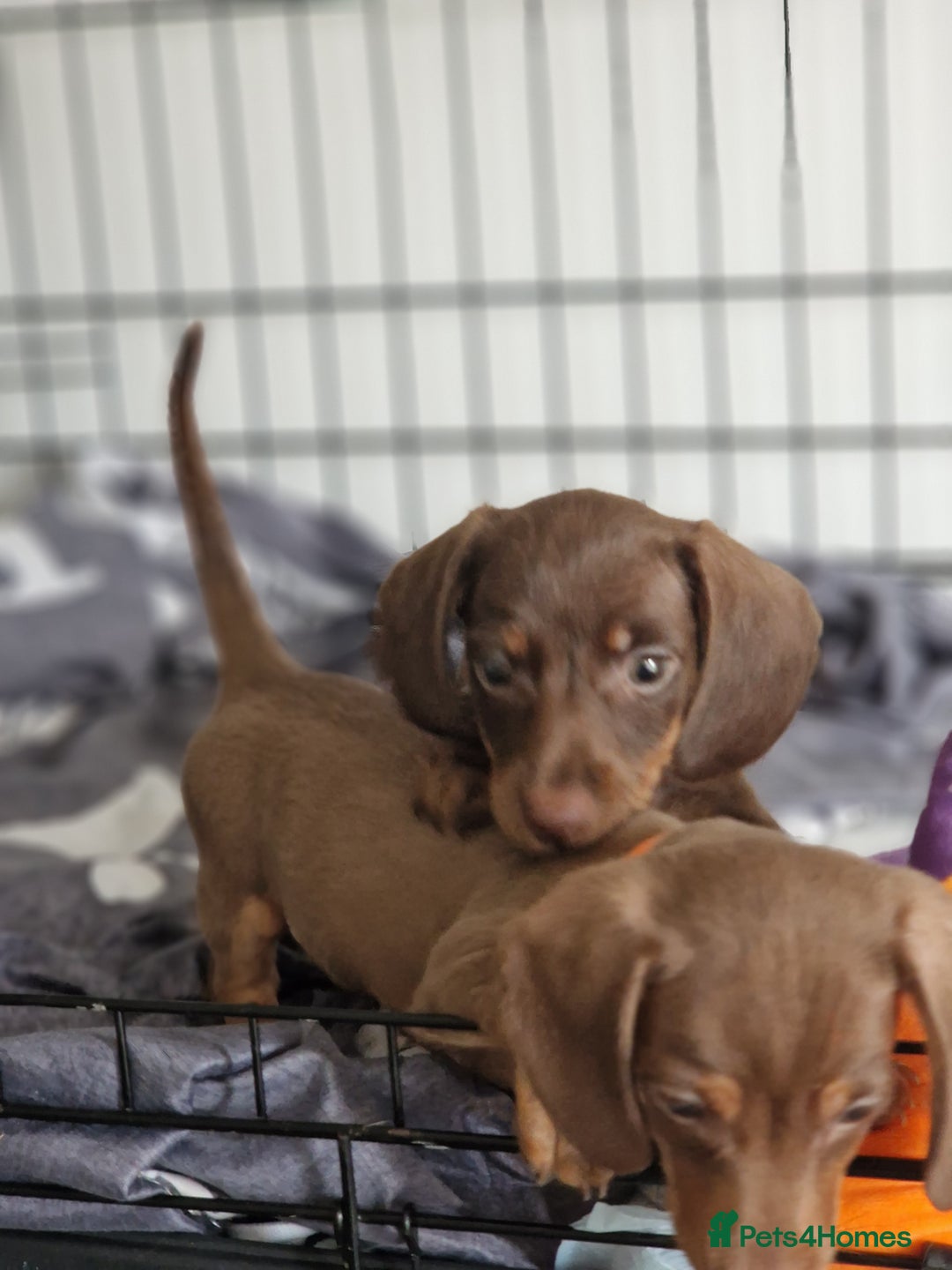 Miniature Dachshund dogs for sale: Miniature dachshund pups - Image 2