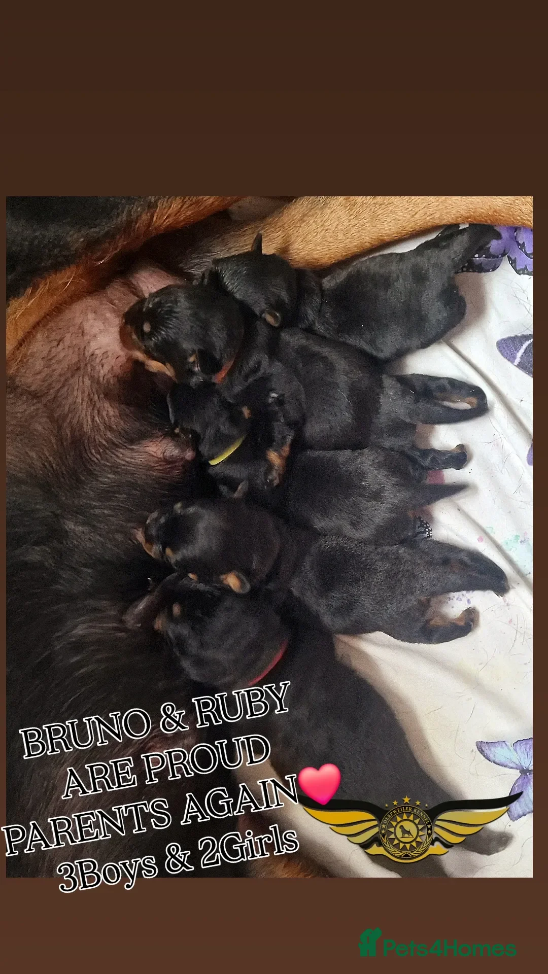 Rottweiler dogs for sale: BEAUTIFUL ROTTWEILER PUPPIES FULL KC SHOW QUALITY  in Liverpool - Advert 9