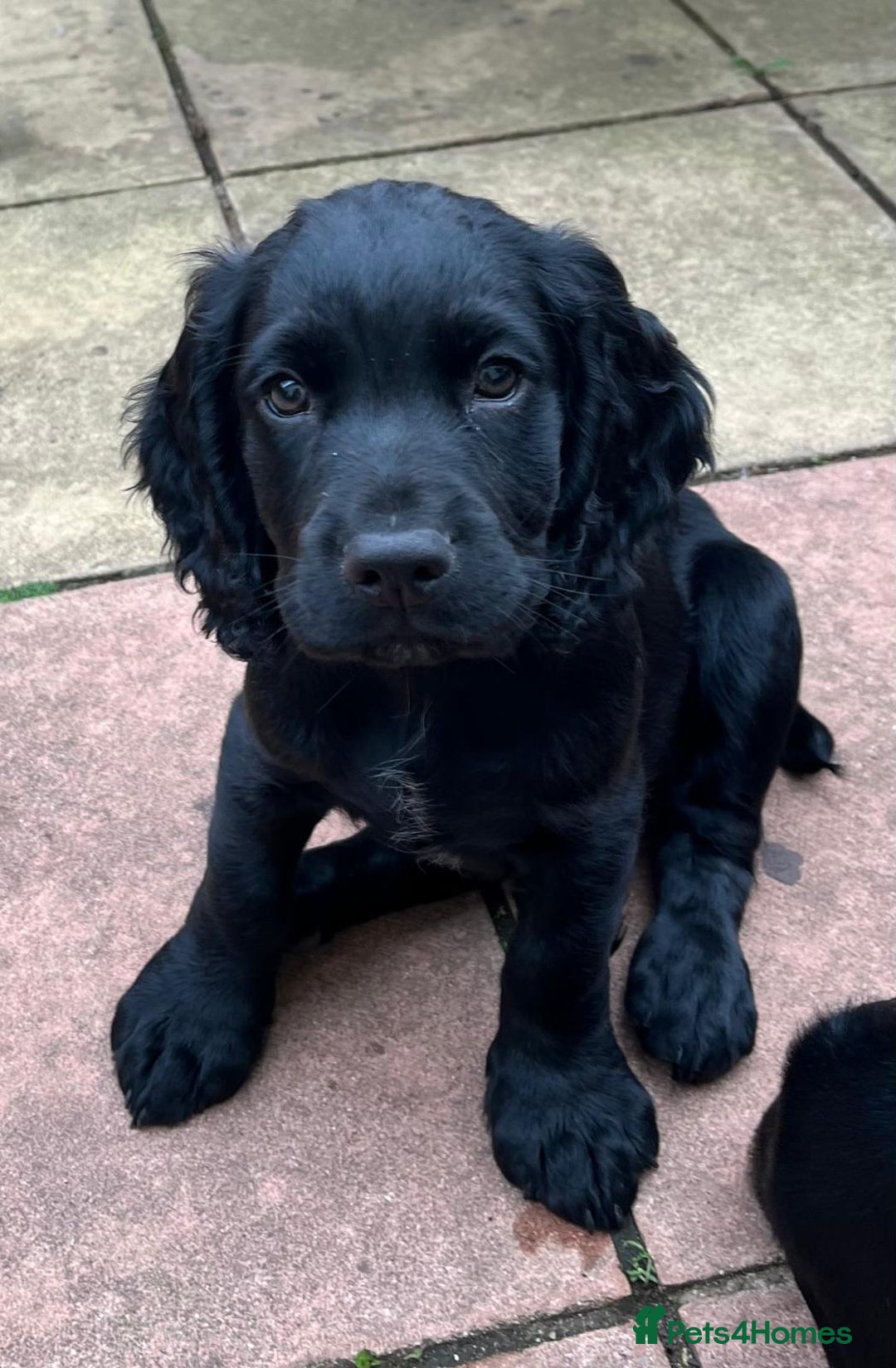 Cocker Spaniel dogs for sale: Kc Working cocker spaniel  in Exeter - Image 6