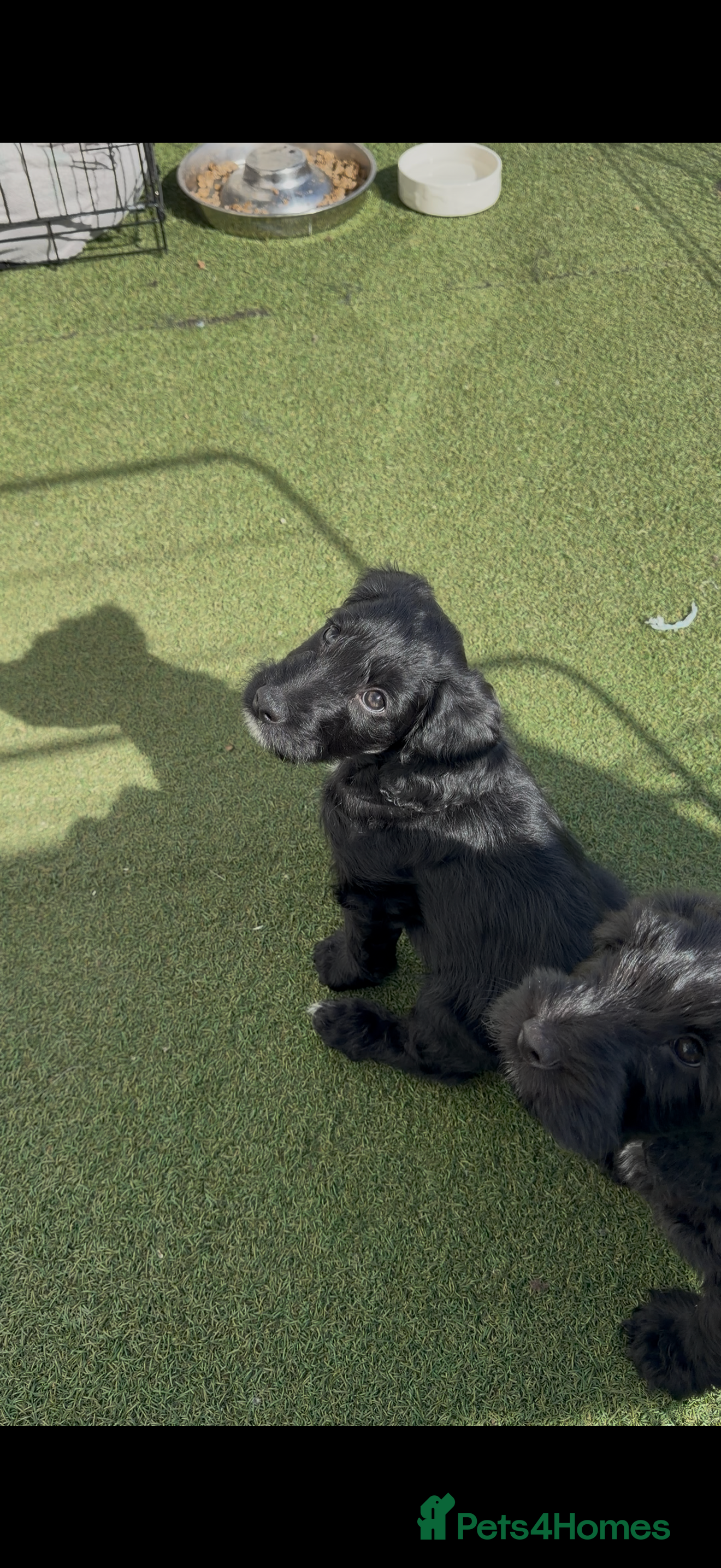 Cockapoo dogs Ready now - Last boy left !! - Advert 4