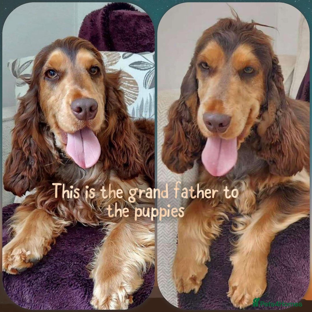 Cocker Spaniel dogs for sale: Show cocker Spaniel puppies ready to leave now - Advert 11