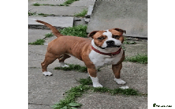 Staffordshire Bull Terrier dogs for sale: FUTURE RED PERFECTION KC PUPPIES - Image 4