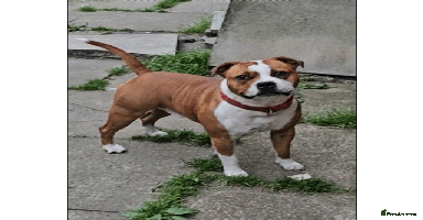Staffordshire Bull Terrier dogs - Advert 15