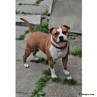 Staffordshire Bull Terrier dogs - Advert 6