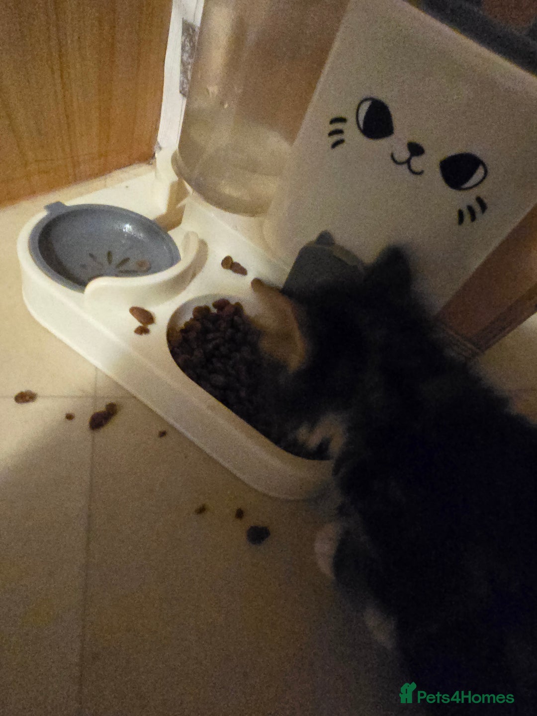 Mixed Breed cats for sale: Kittens - Image 1