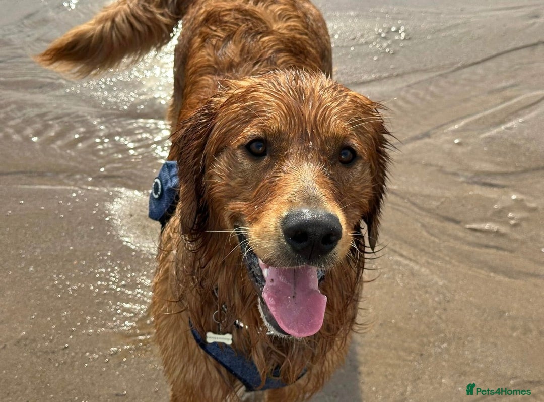 Golden Retriever dogs for stud: Handsome, Proven Fully health tested   DNA clear  - Advert 6