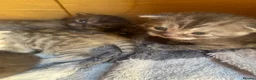 British Shorthair cats for sale: British Shorthair/Scottish fold  - Advert 7