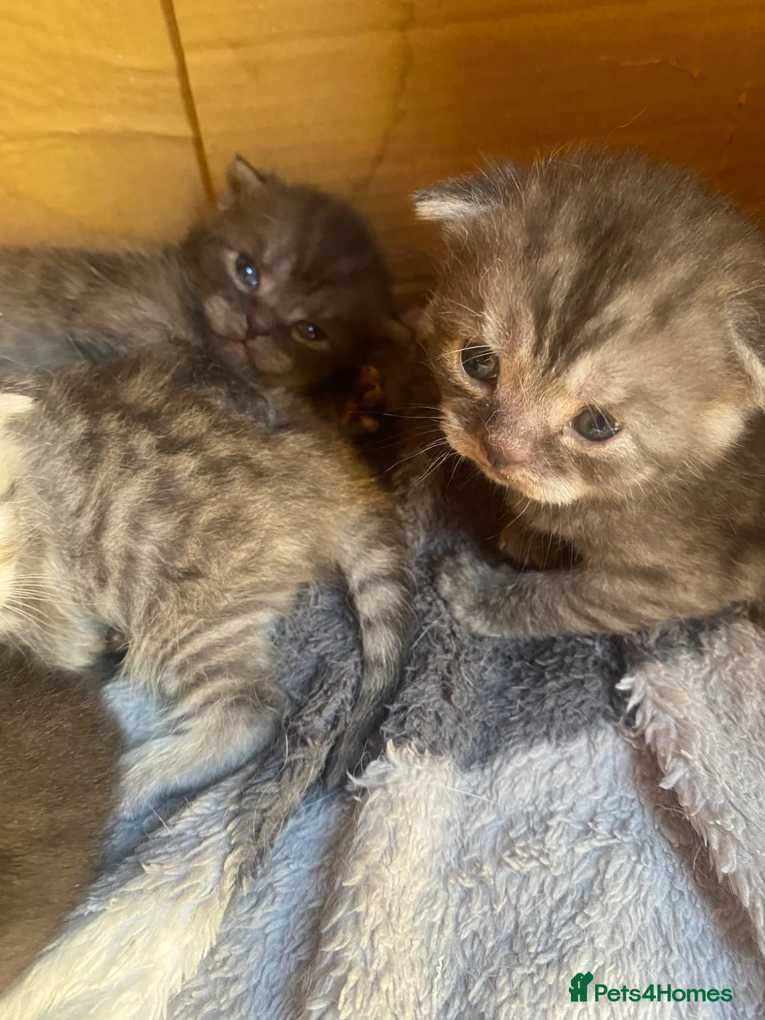 British Shorthair cats for sale: British Shorthair/Scottish fold  - Advert 7