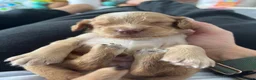 Cocker Spaniel dogs for stud: Milk Hobnob ‘Crumpet’ for Stud  in Bridport - Advert 13