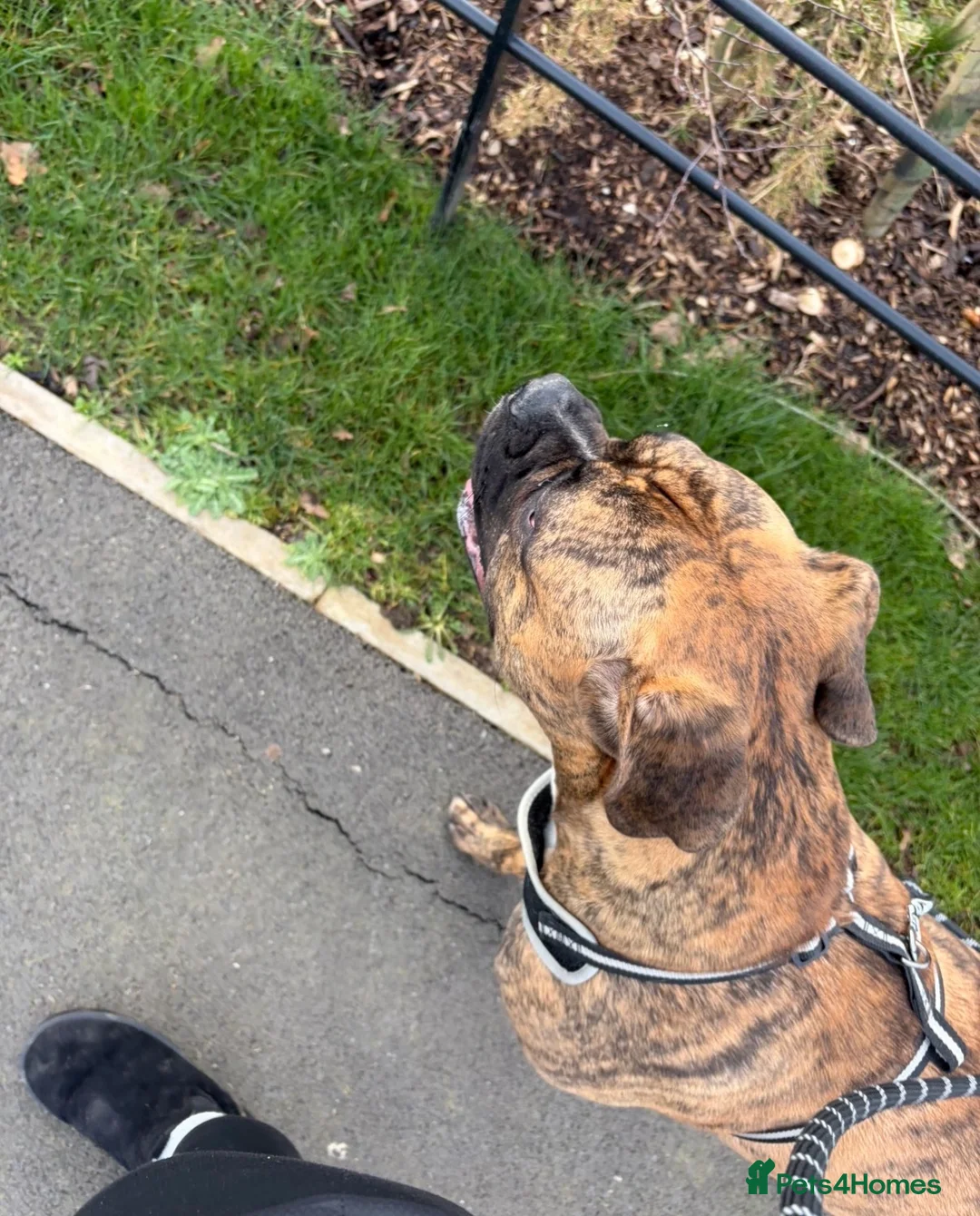 Mixed Breed dogs for sale: Mix breed boy dog 11 months old in Nantwich - Advert 5