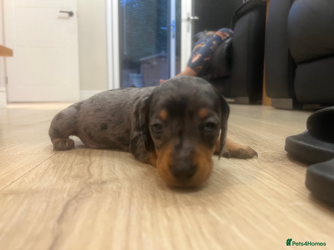 Miniature Dachshund dogs for sale: Last boy KC REG PRA CLEAR - Image 21