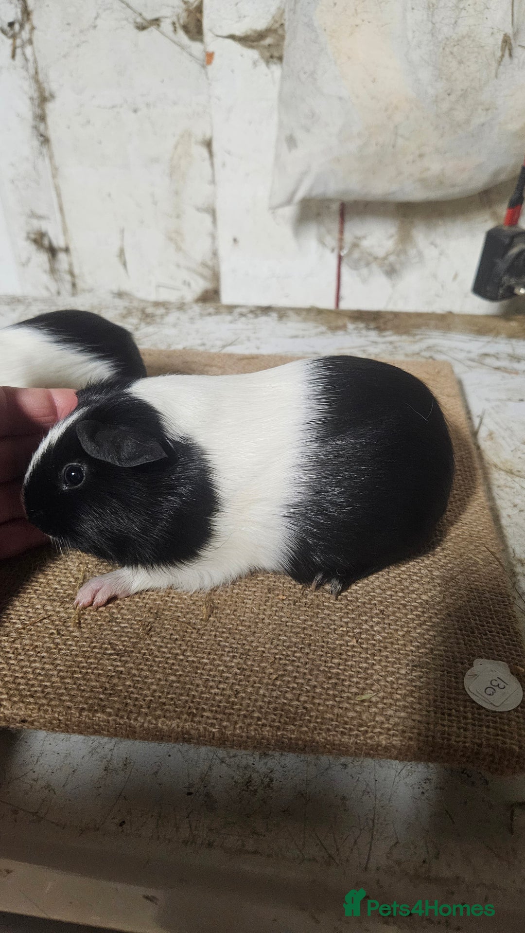 Guinea Pig rodents for sale: Rare swiss guinea pigs - Advert 1