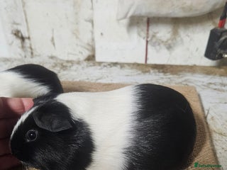 Guinea Pig rodents Rare swiss guinea pigs - Advert 5