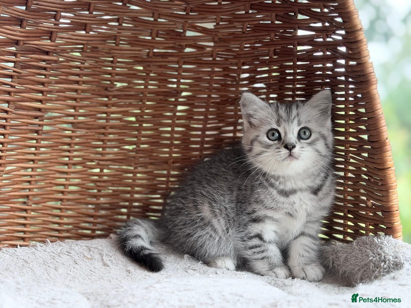 British Shorthair cats GCCF reg BSH Black silver tabby kittens - Advert 2