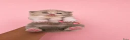 British Shorthair cats for sale: Supreme Champion GCCF British Shorthair kittens - Advert 36
