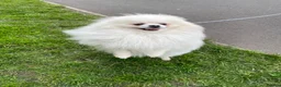 Pomeranian dogs for sale: White KC registered Male - Advert 4