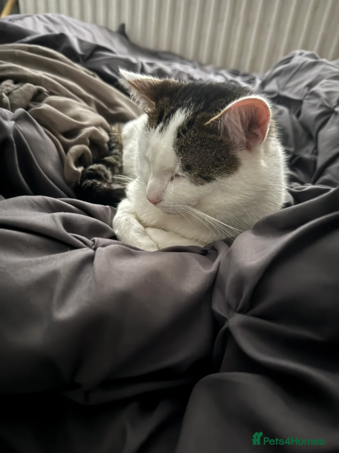 Mixed Breed cats for sale: Male cat for sale - Rehoming to a loving home in Stoke-on-Trent - Advert 5