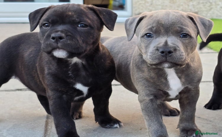 Staffordshire Bull Terrier dogs - Advert 9