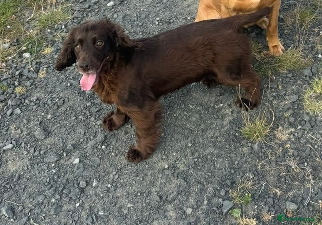 Cocker Spaniel dogs for sale: KC registered working cocker pup - Image 7