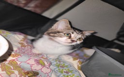 Mixed Breed cats for sale: Maincoon x tabby kittens  - Image 5