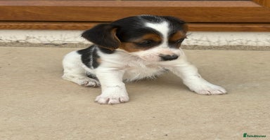 Parson Russell dogs - Advert 3