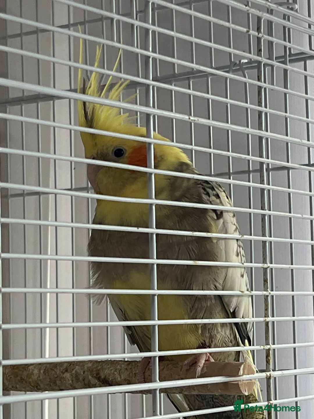 Cockatiels birds for sale: Cockatiels for sale - Advert 5