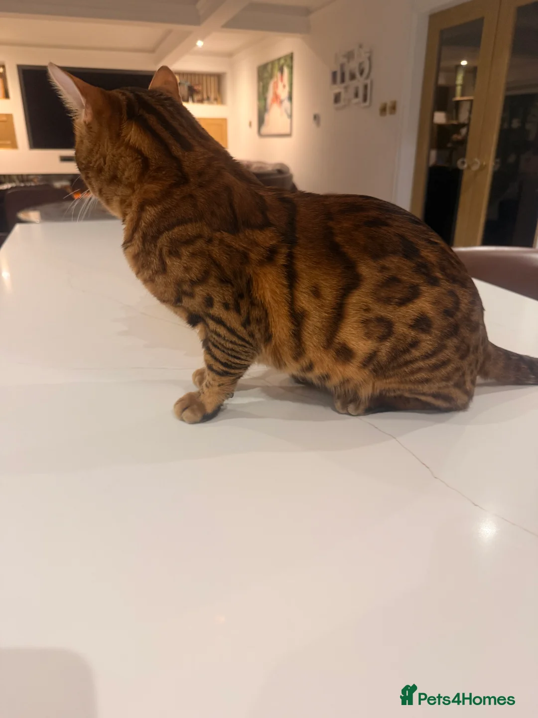 Bengal cats for stud: Handsome Brown spotted Bengal boy for stud - Advert 4
