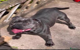Staffordshire Bull Terrier dogs for sale: True Example Staffordshire bull Terrier Puppies KC - Image 9