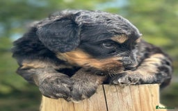Bernedoodle dogs for sale: F1B STANDARD  BERNADOODLE LAST FEW - Image 11