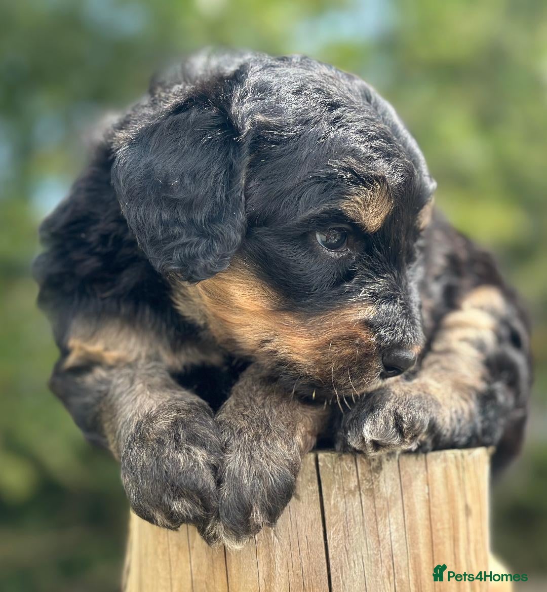 Bernedoodle dogs for sale: F1B STANDARD  BERNADOODLE LAST FEW - Image 11