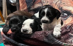 Cocker Spaniel dogs for sale: Stunning cocker spaniel puppies (blue roans)  - Advert 10