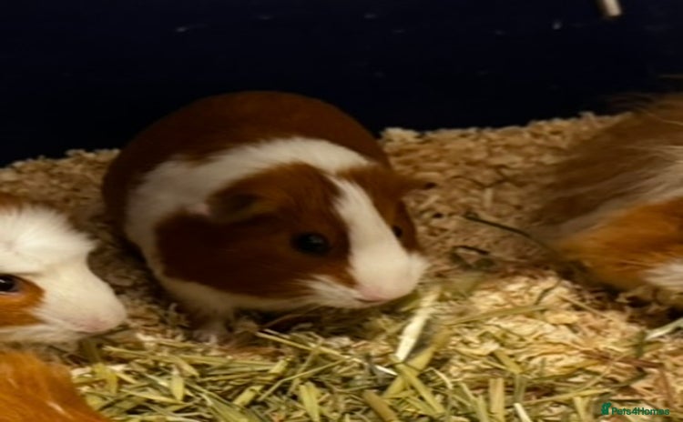 Guinea Pig rodents - Advert 1
